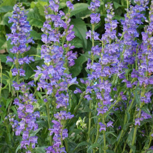 Rocky Mountain Penstemon