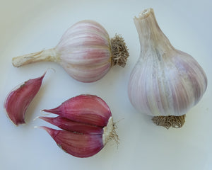 Spanish Roja Garlic