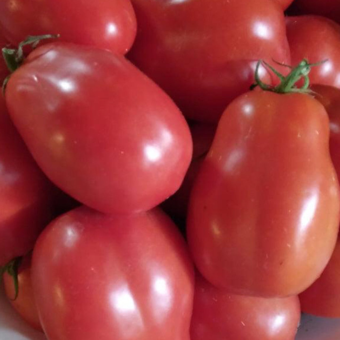 Roma tomatoes with ripe red plum-shaped fruits recently harvested