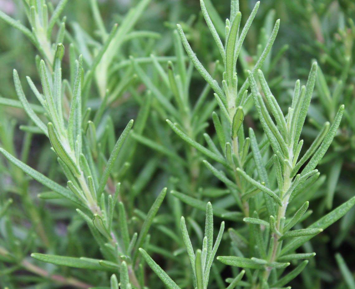 Rosemary - Cheap Seeds, LLC