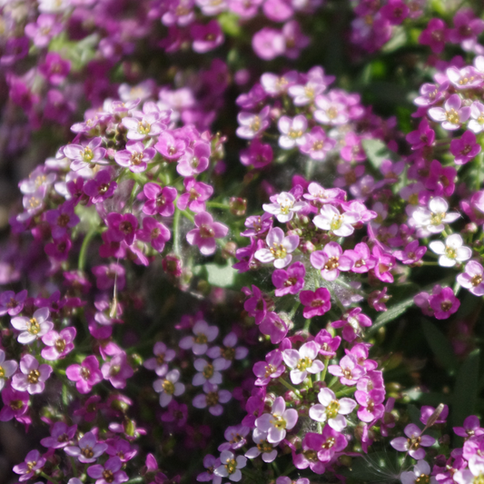 Royal Carpet alyssum with dense clusters of deep purple flowers forming a low-growing carpet in a garden bed.
