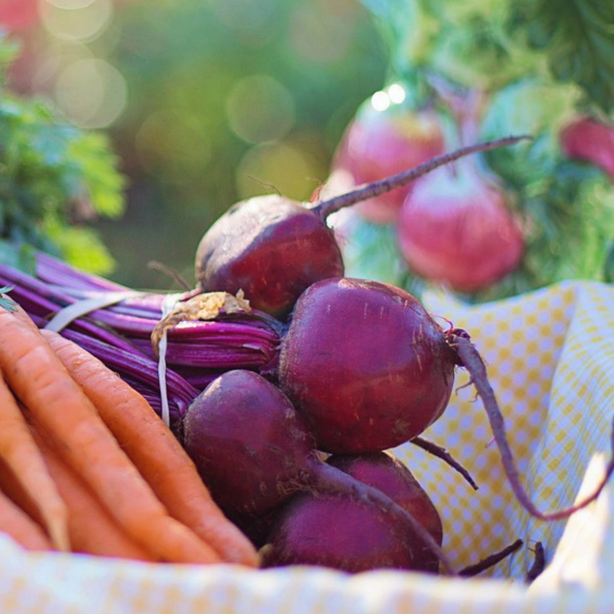 Ruby Qween Ruby Queen Beet Seeds – Heirloom Sweet Red Roots – Cheap Seeds, LLC
