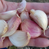 Spanish Roja Garlic