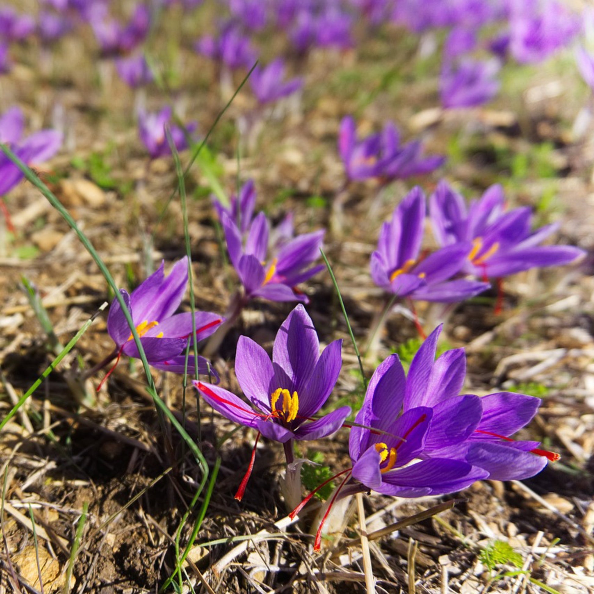 Saffron flowers blooming and ready for harvesting in a field.