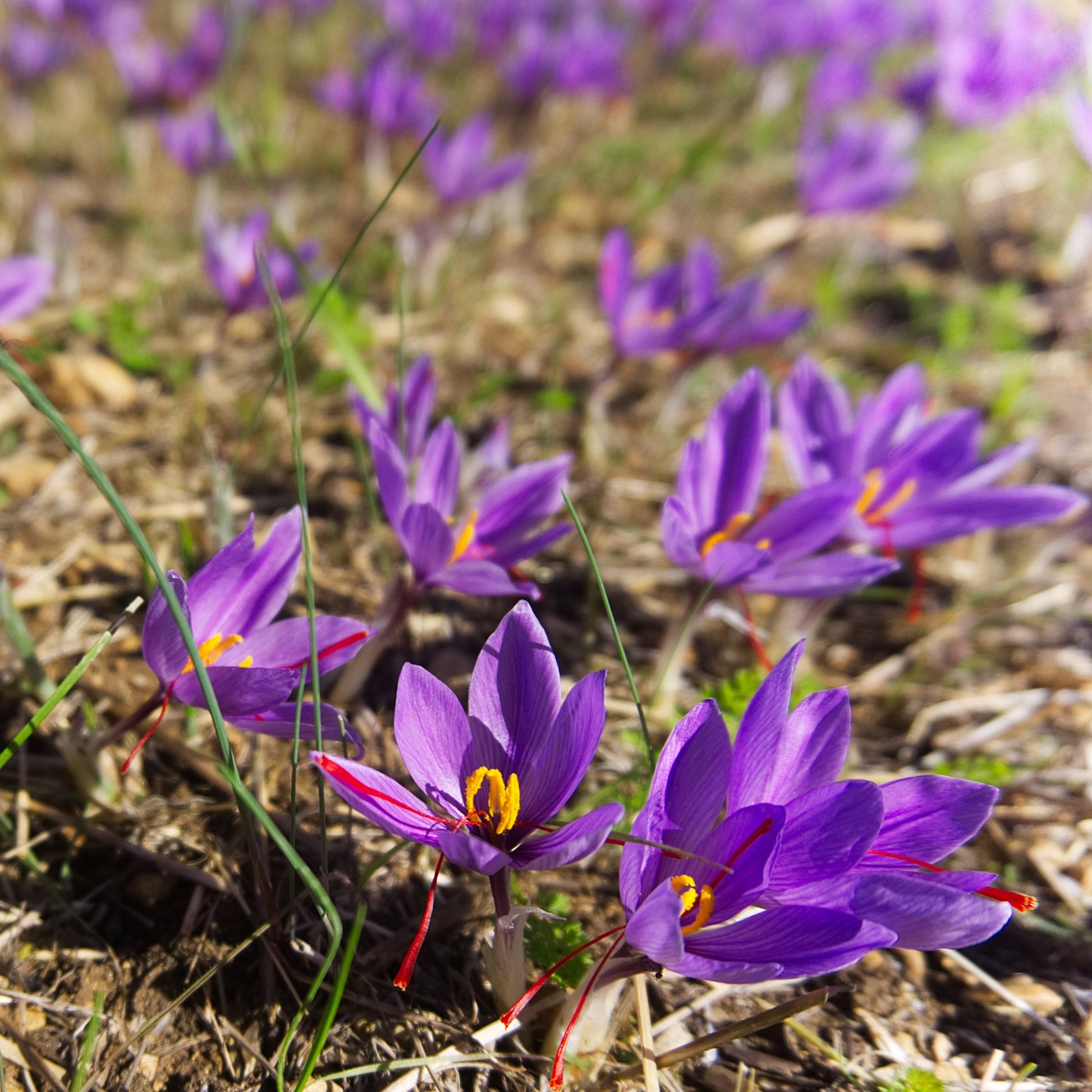 Purple saffron flowers with saffron threads ready to be collected, grown in a field. 
