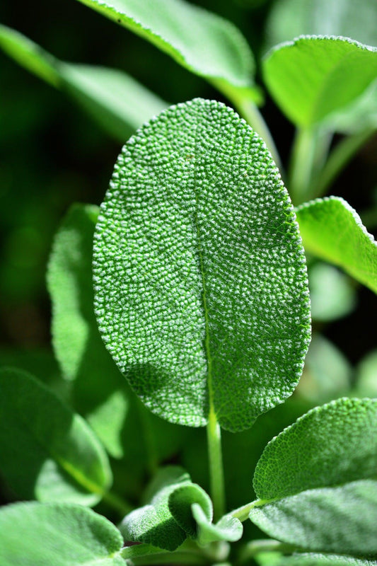 Sage - Cheap Seeds, LLC