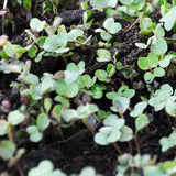 Basic Salad Microgreen Mix