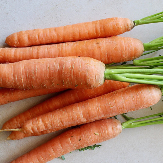 Freshly harvested Scarlet Nantes carrots with bright orange roots