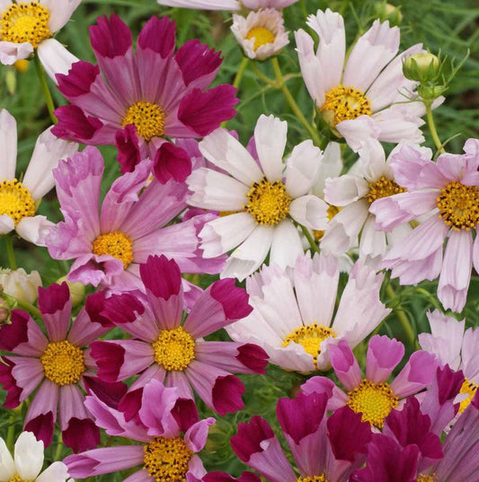 Sea Shell Cosmos