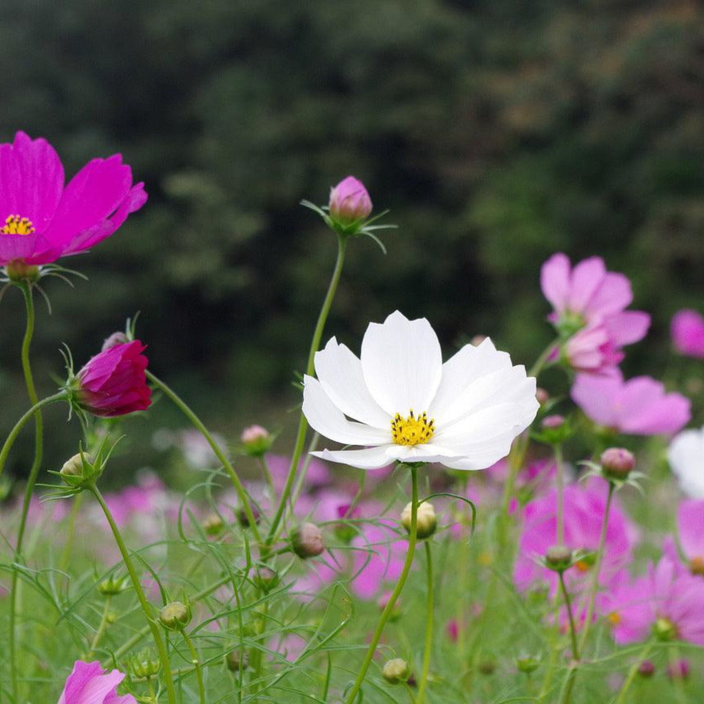 A garden bed with Cosmos bipinnatus flowers in shades of pink, red, and white, growing outdoors.