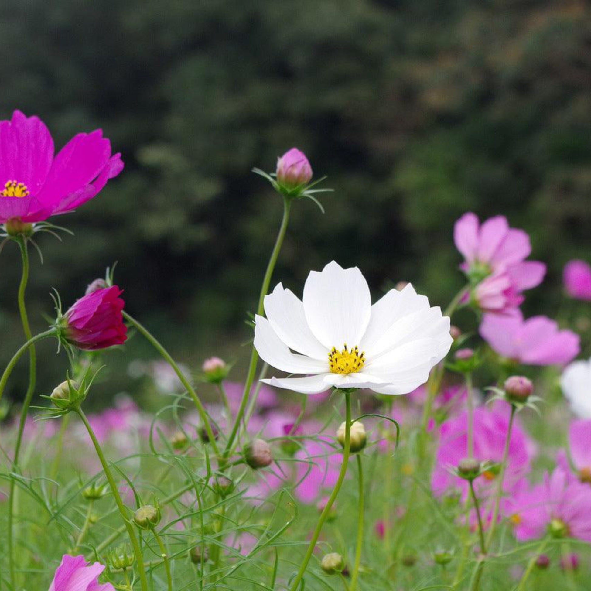 A garden bed with Cosmos bipinnatus flowers in shades of pink, red, and white, growing outdoors.