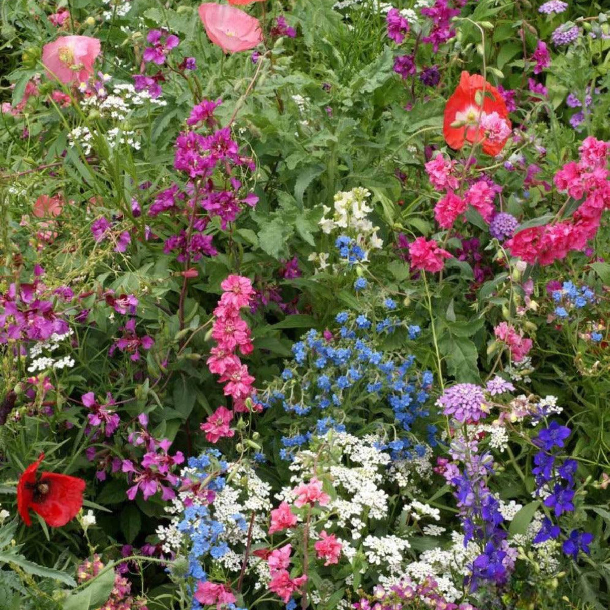 Shade Flower Seed Mix with colorful pink, blue, purple, red, and white flowers growing in a garden