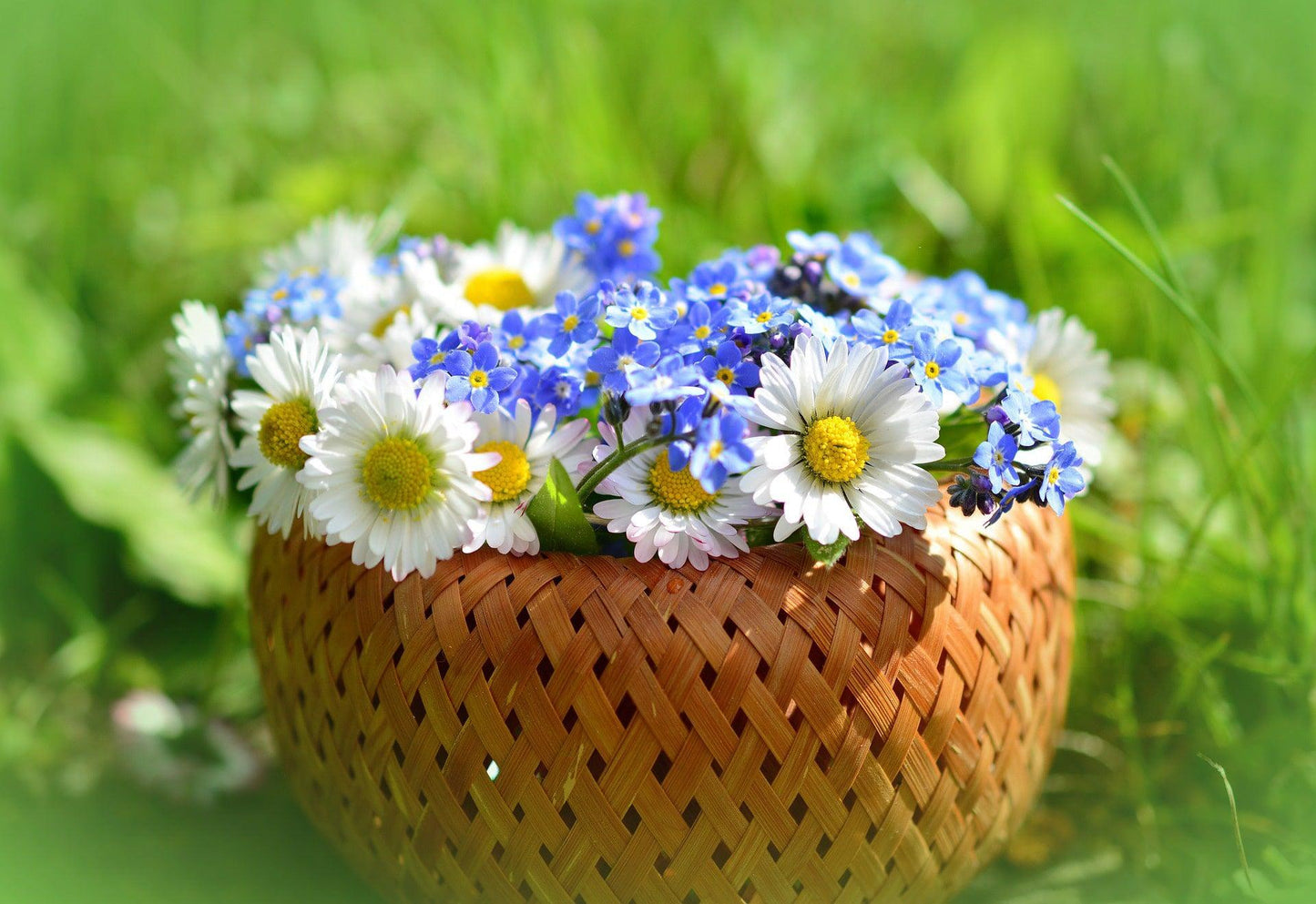 Shasta daisy flowers arranged in a bowl with forget me not flowers