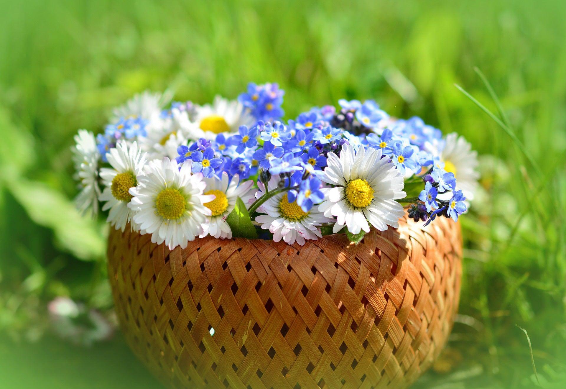 Shasta daisy flowers arranged in a bowl with forget me not flowers