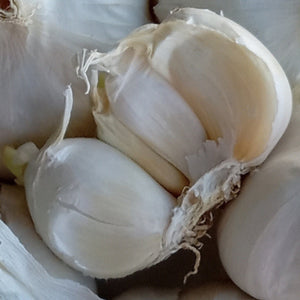 Silver White Garlic