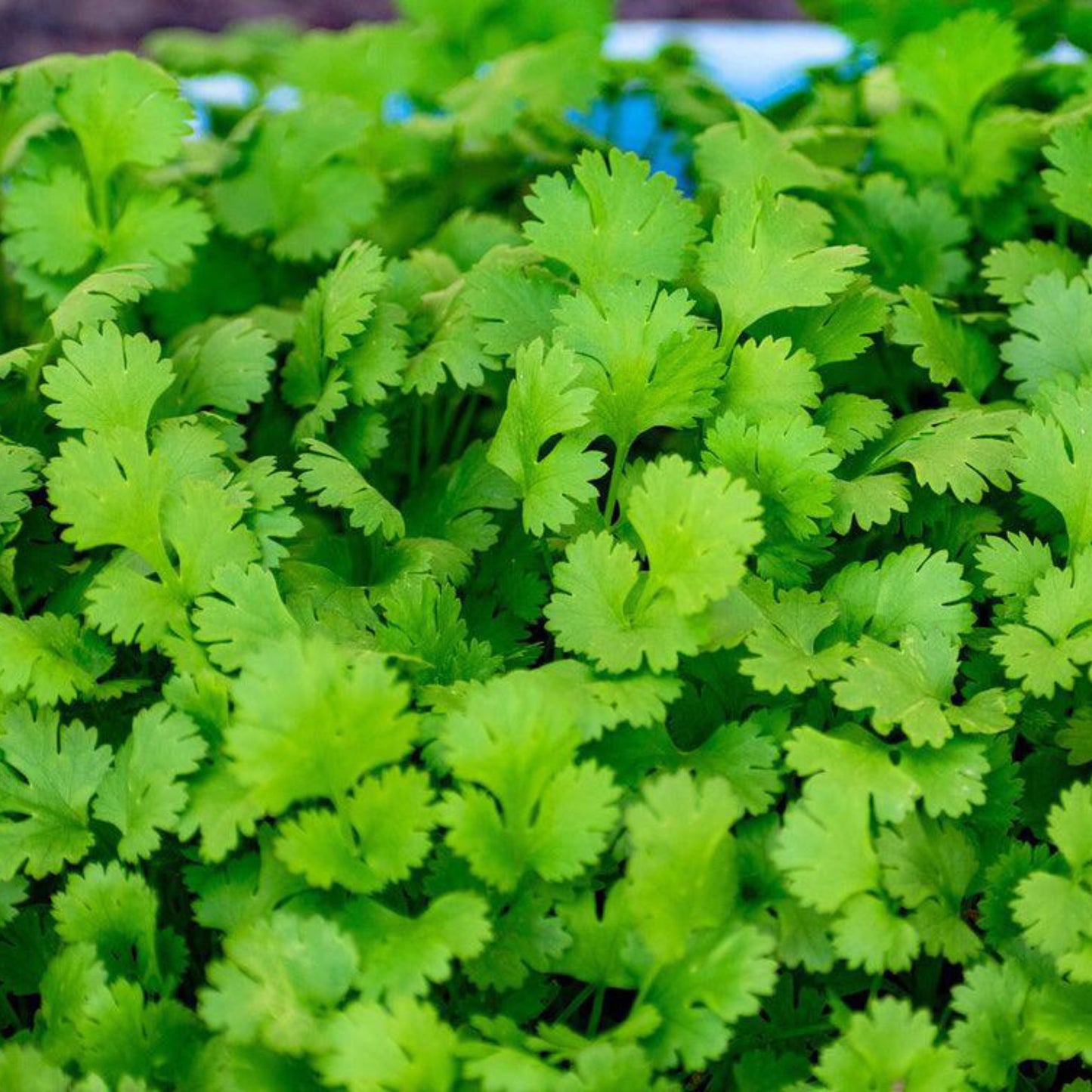 Slow Bolt cilantro with fresh green leaves