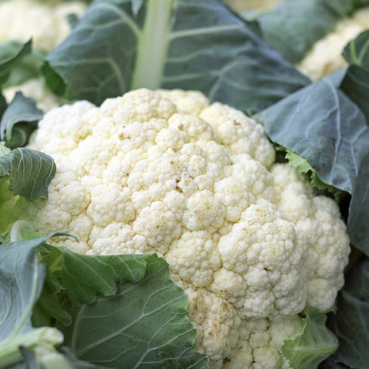 Snowball Y Improved cauliflower with large white head and green leaves