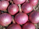 Southport Red Globe Onion - Cheap Seeds, LLC