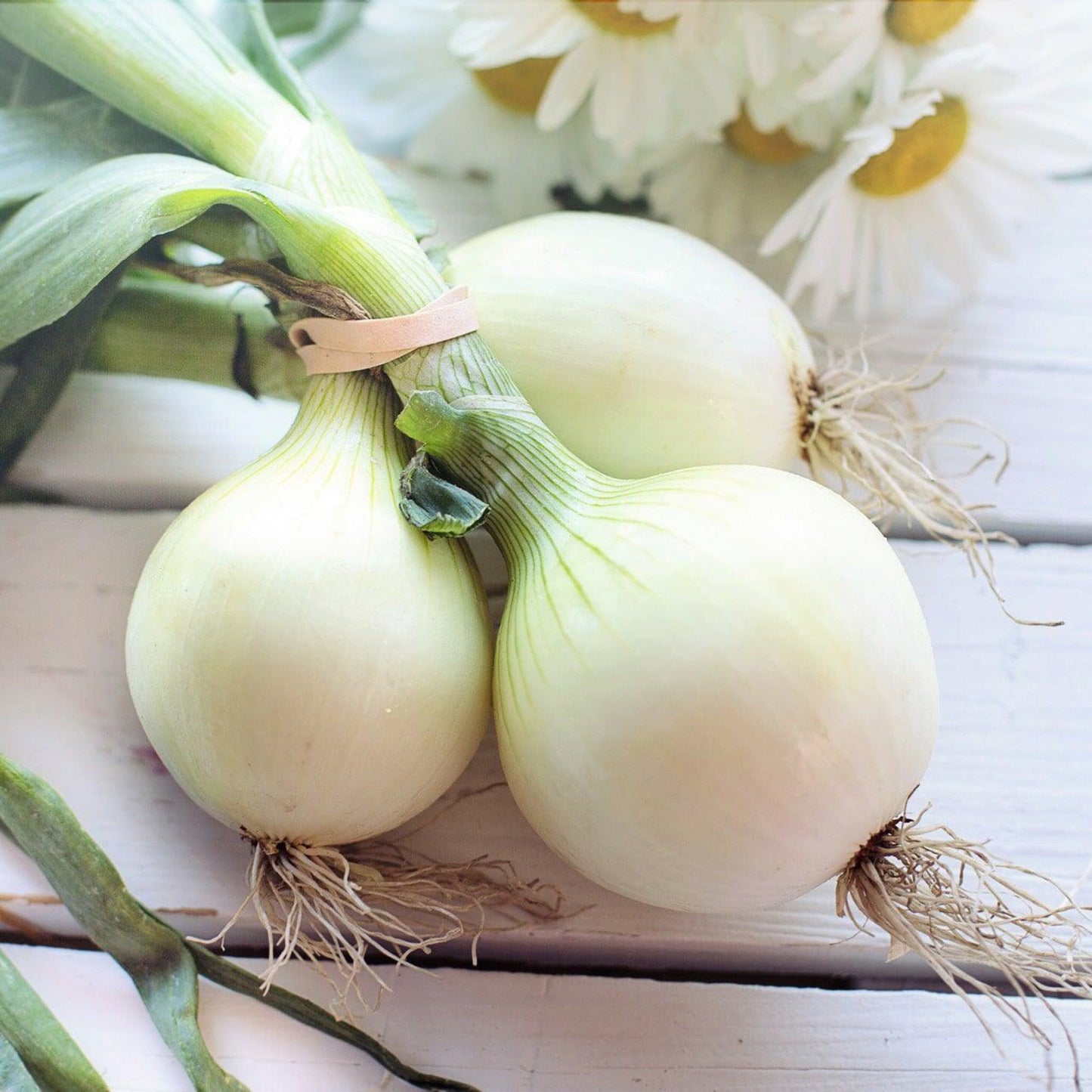 Freshly harvested Southport White Globe onions with round white bulbs and green tops