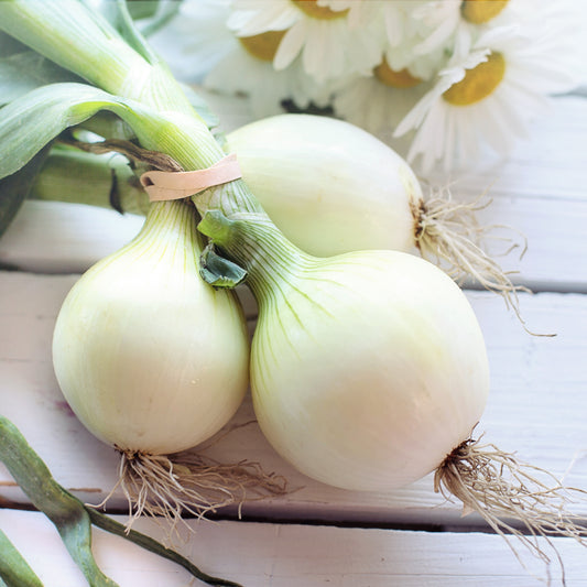 Harvested Southport White Globe onions with round white bulbs