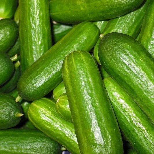 Spacemaster 80 Cucumber