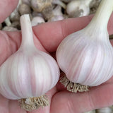 Spanish Roja Garlic