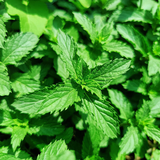Spearmint