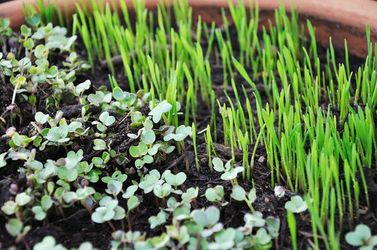 Spicy Salad Microgreen Mix