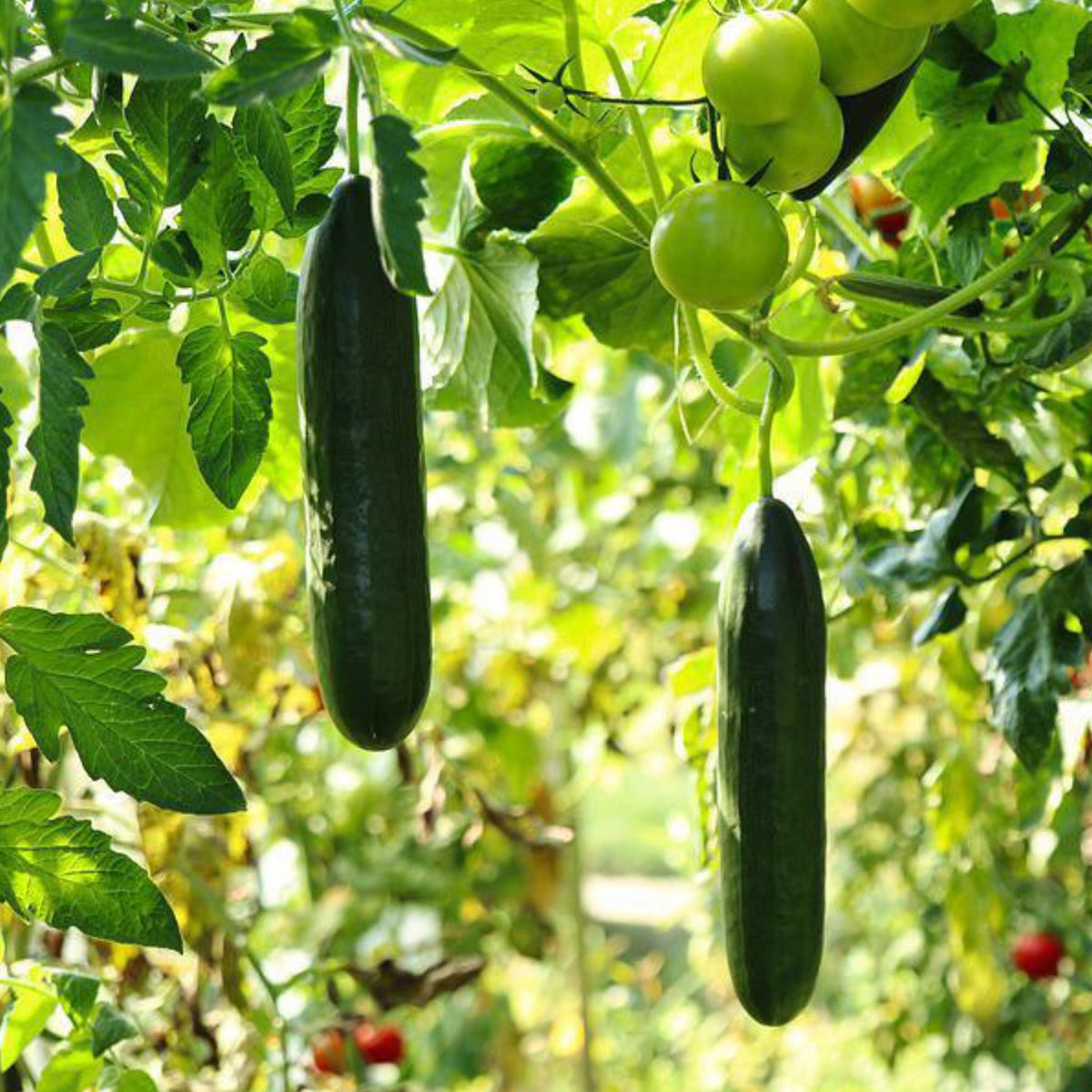 Straight Eight cucumbers growing on the vine in a garden