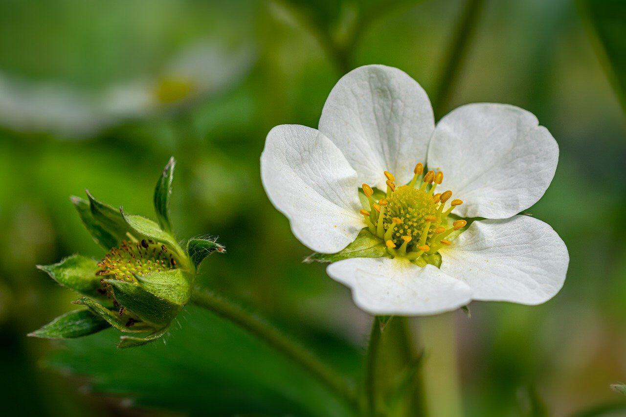 Alexandria Alpine Strawberry