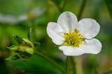 Alexandria Alpine Strawberry