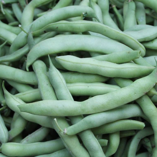 Freshly harvested green stringless bush beans piled together showing smooth tender pods