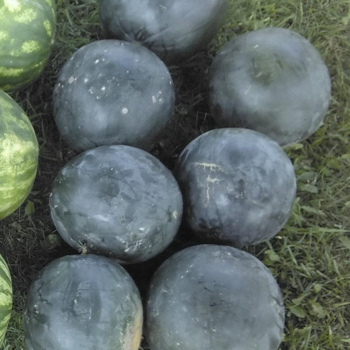 Sugar Baby watermelons with small round dark green fruits after harvest