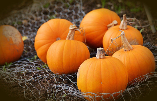 Sugar Pie Pumpkins