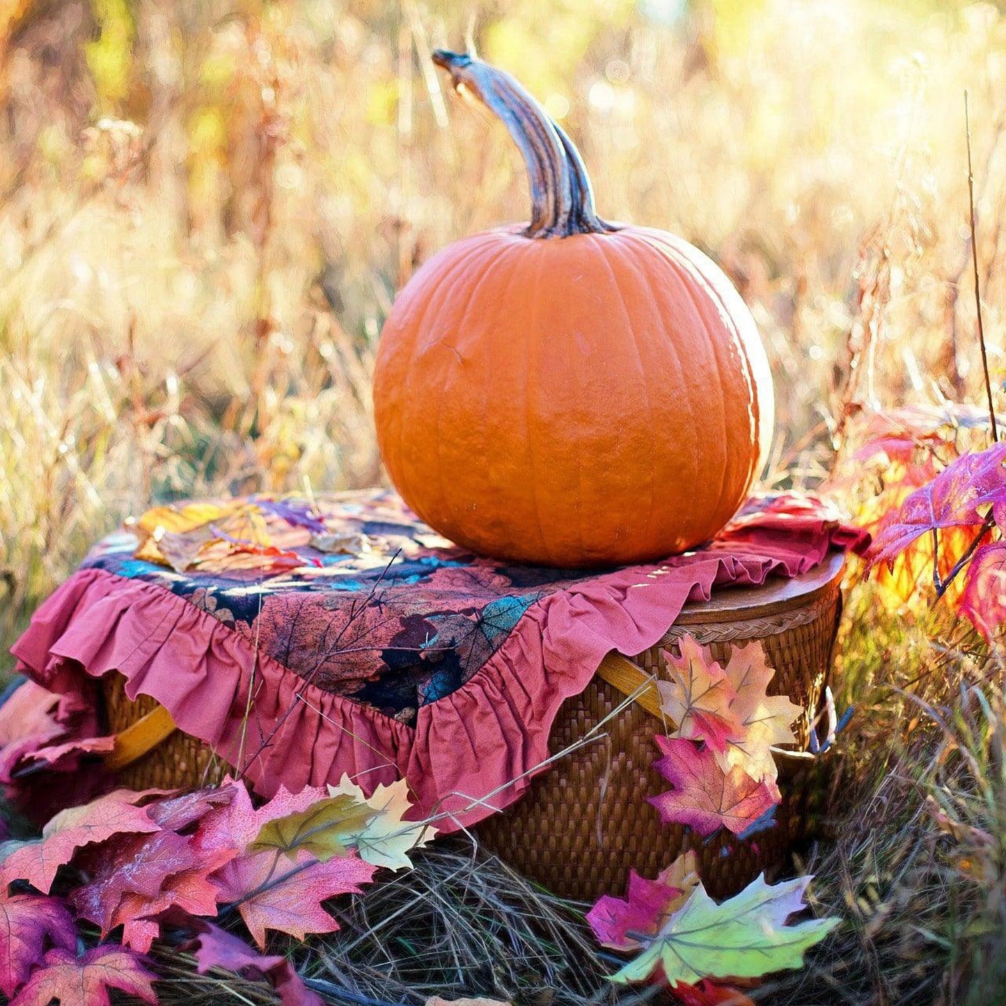 Harvested orange Sugar Pie pumpkin displayed outdoors in autumn