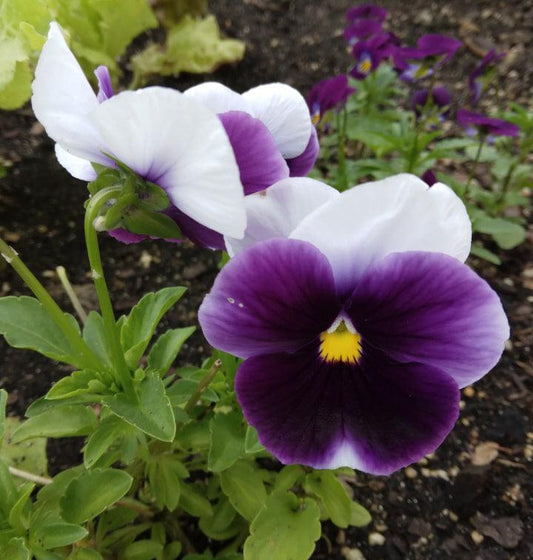 Super Beaconsfield Pansy - Cheap Seeds, LLC