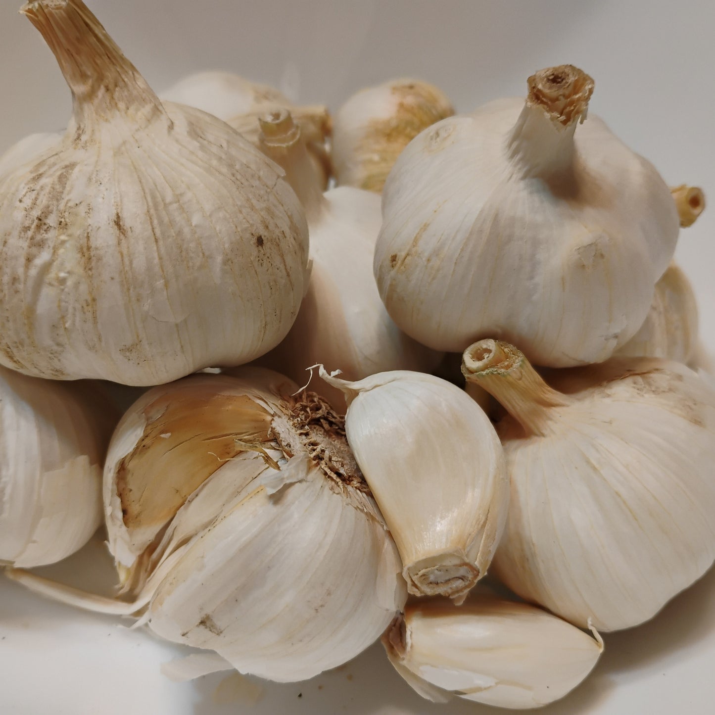 Susanville Garlic