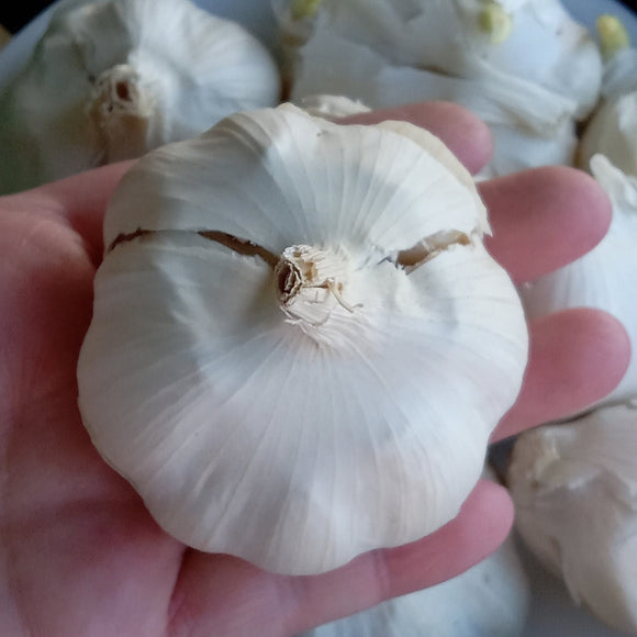 Silver White Garlic