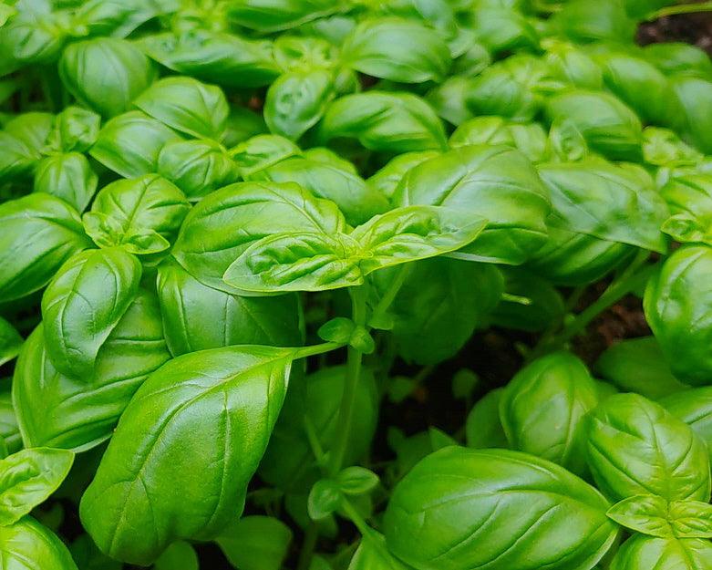 Sweet Italian Basil