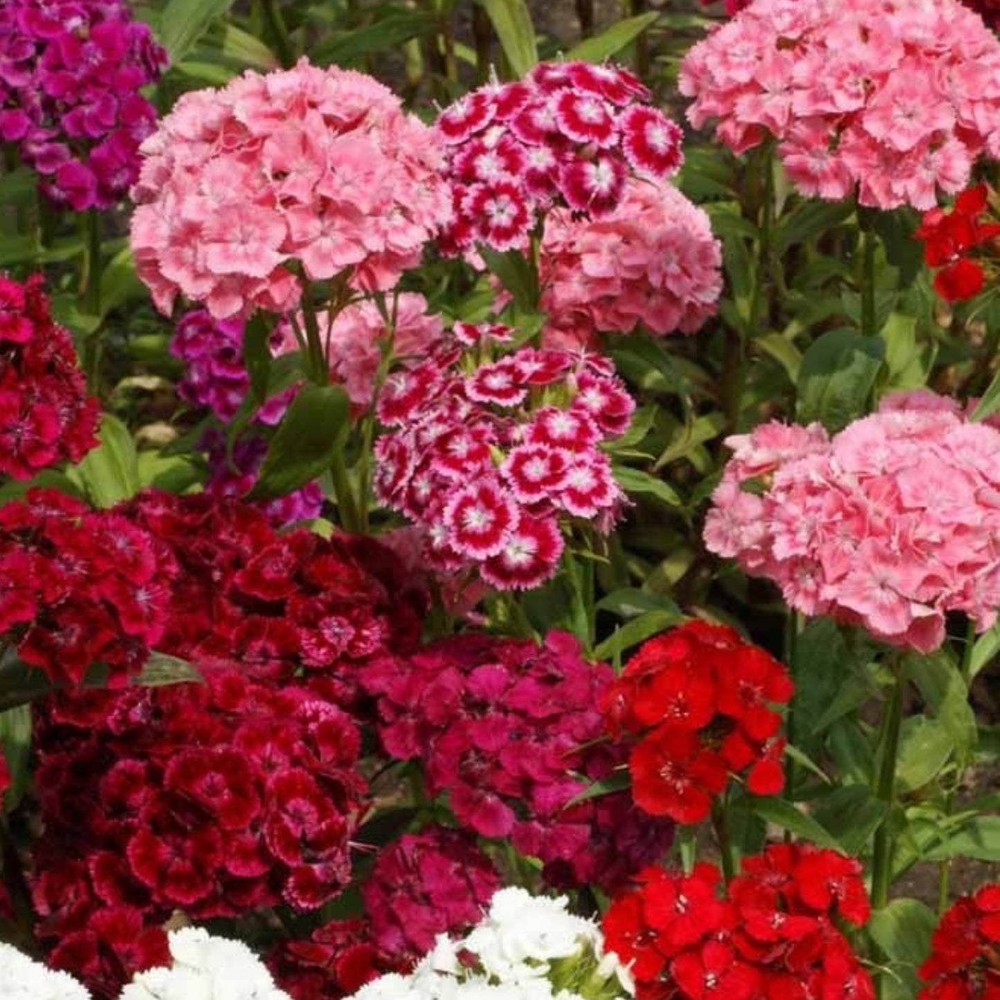 Sweet William flowers blooming in shades of pink, red, burgundy, and white in a colorful cottage garden flower bed.