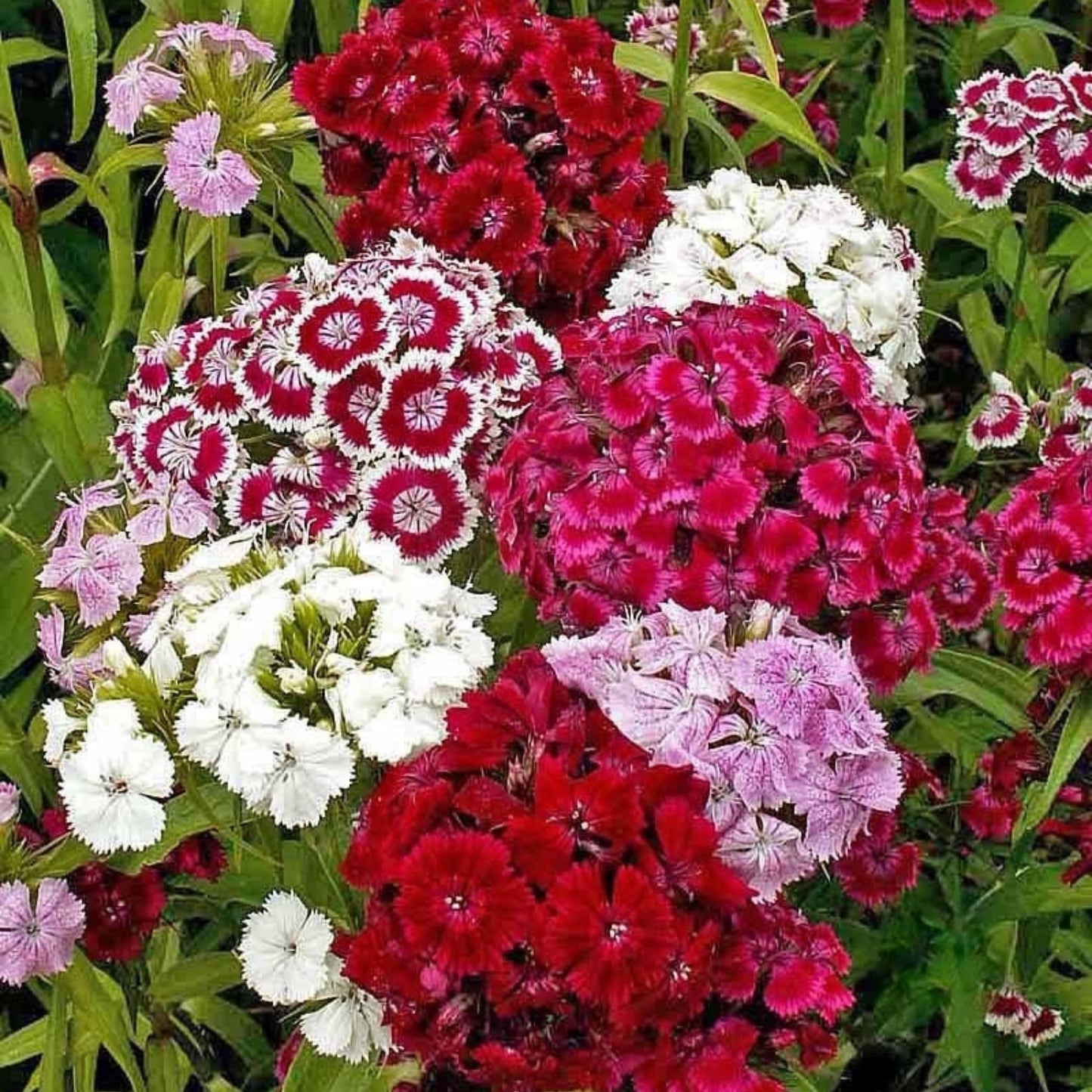 Clusters of Sweet William flowers blooming in shades of pink, red, crimson, and white in a colorful cottage garden display.