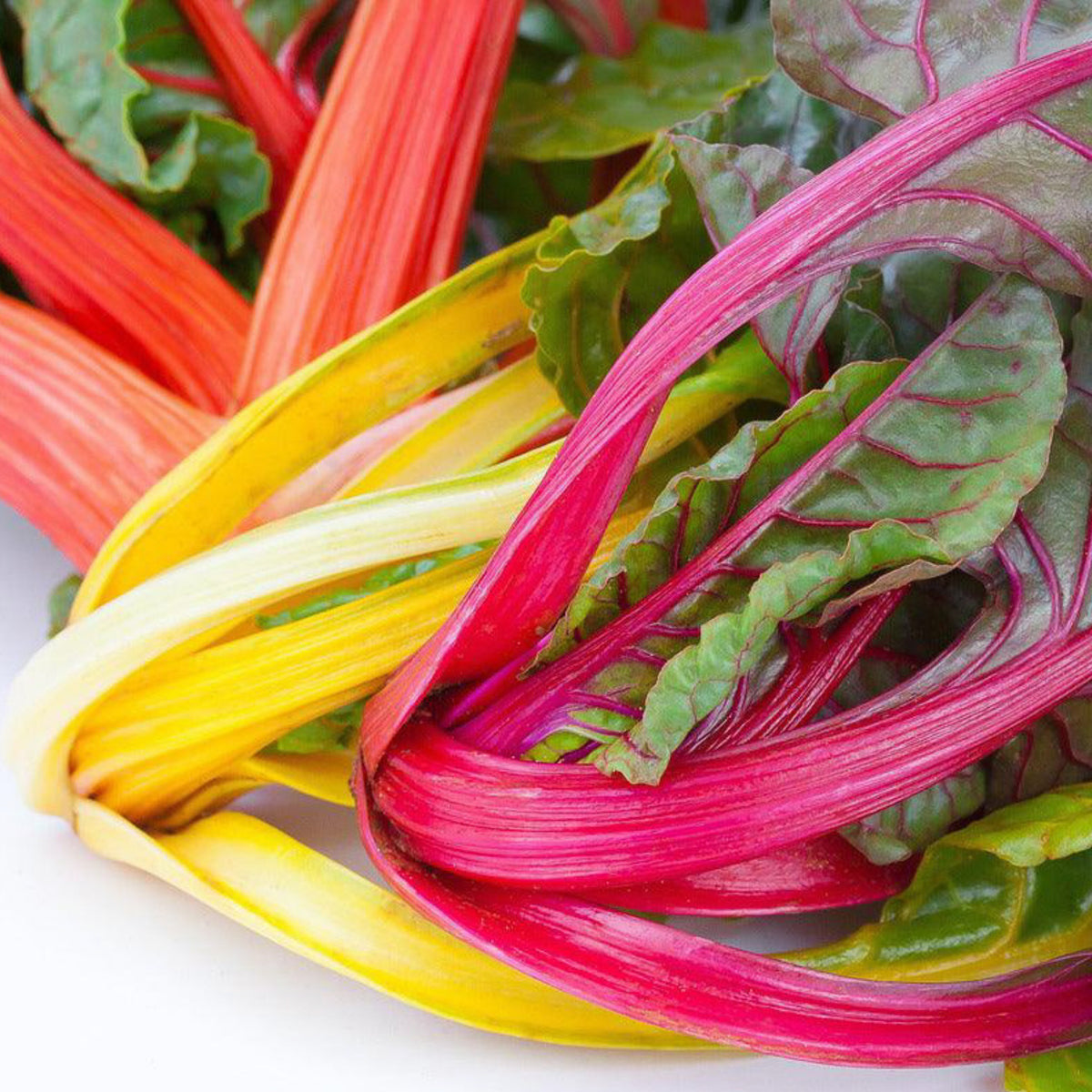 Rainbow Swiss Chard with colorful red, pink, yellow and orange stems and green leaves