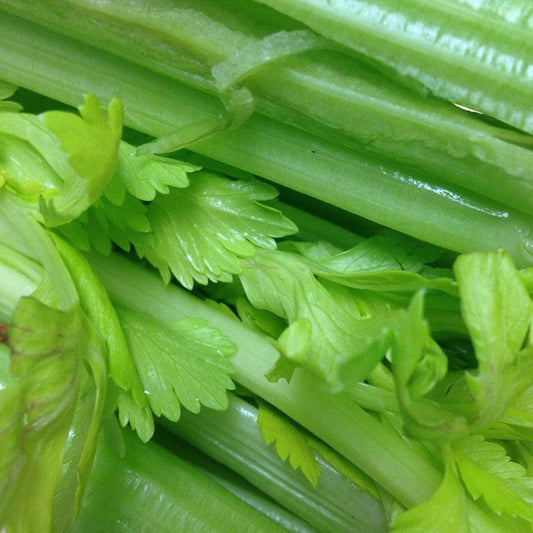 Close-up of crisp green Tall Utah celery stalks