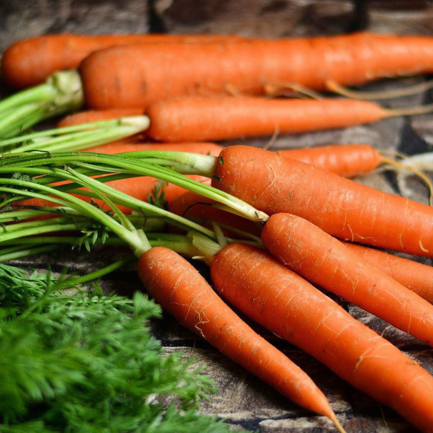 Tendersweet carrots with bright orange roots and green tops