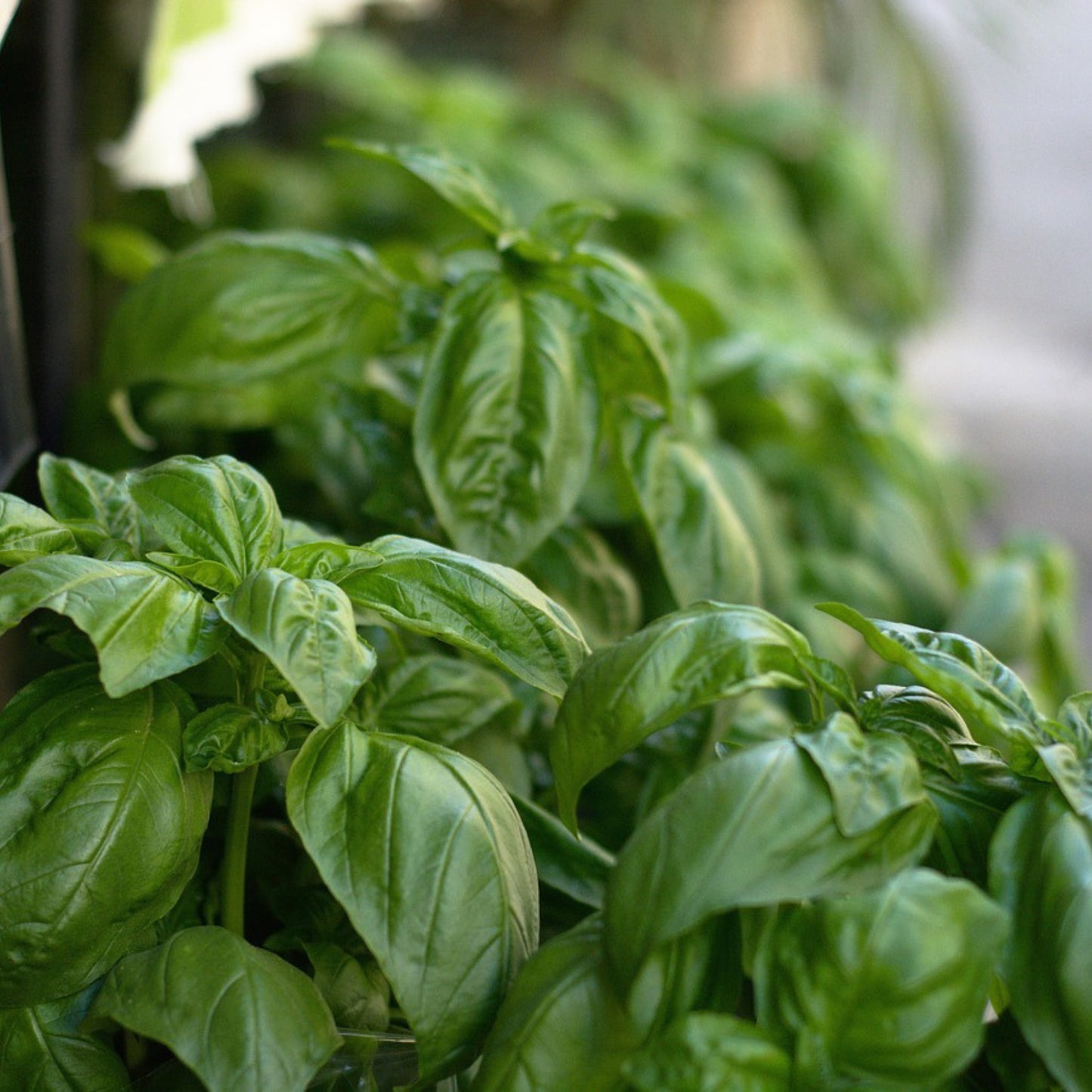 Thai Siam Queen basil (Ocimum basilicum) plant with green leaves and purple stems in garden