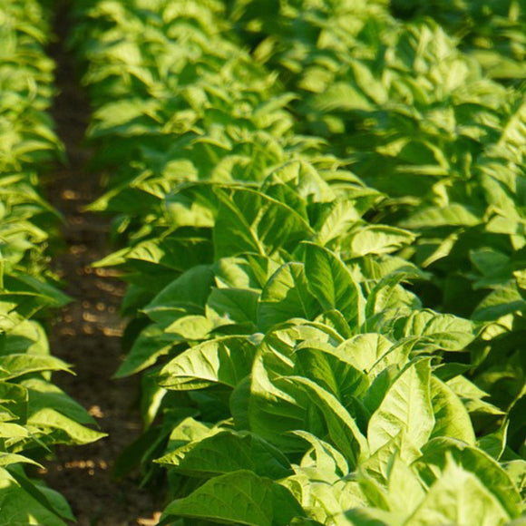 Virginia Gold Tobacco Seeds