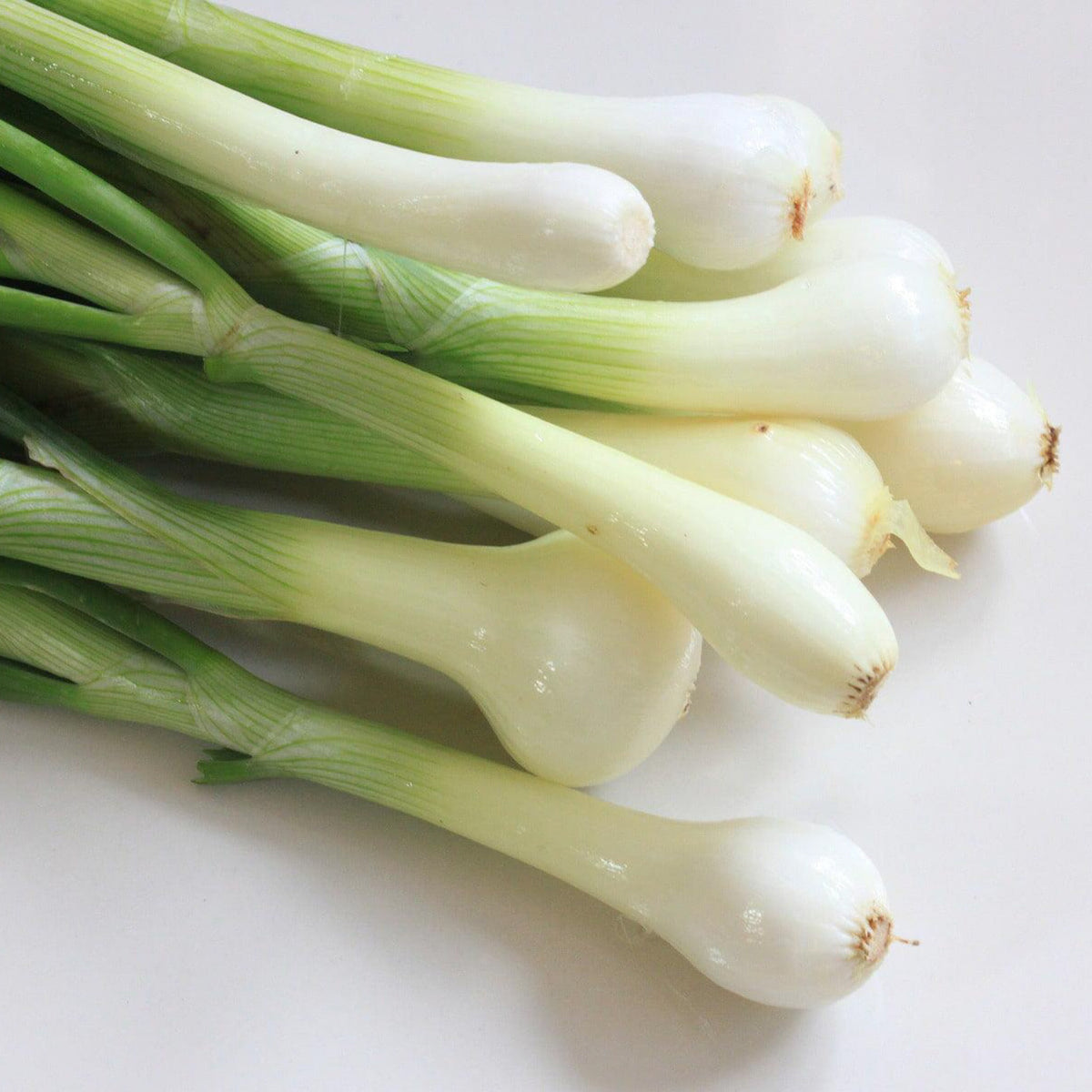 Freshly harvested Tokyo Long White bunching onions with white stems and green tops