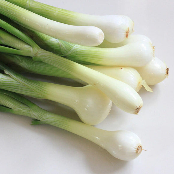 Tokyo Long White Bunching Onion