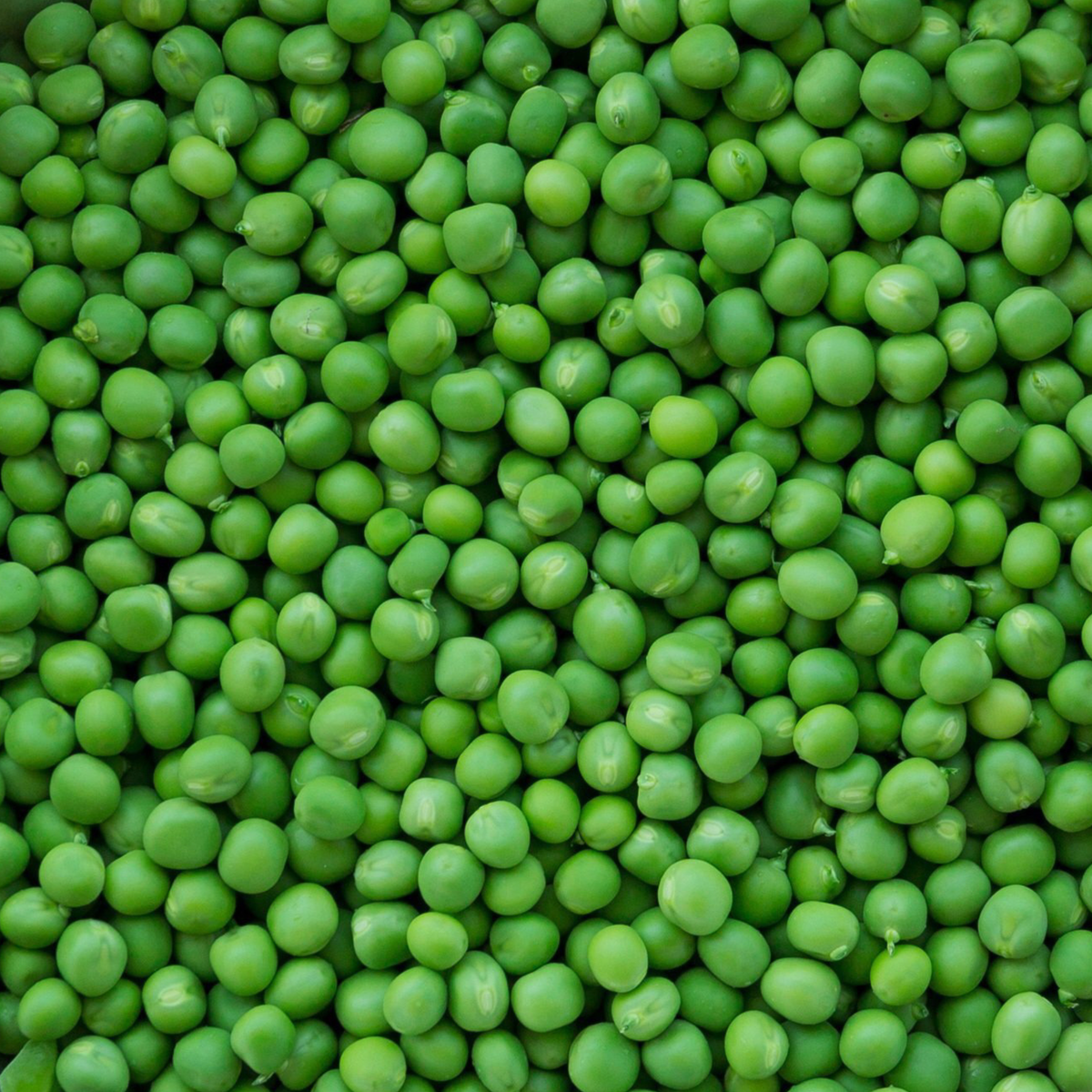 Freshly harvested Tom Thumb peas