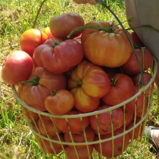 Rainbow Blend Heirloom Tomato Mix